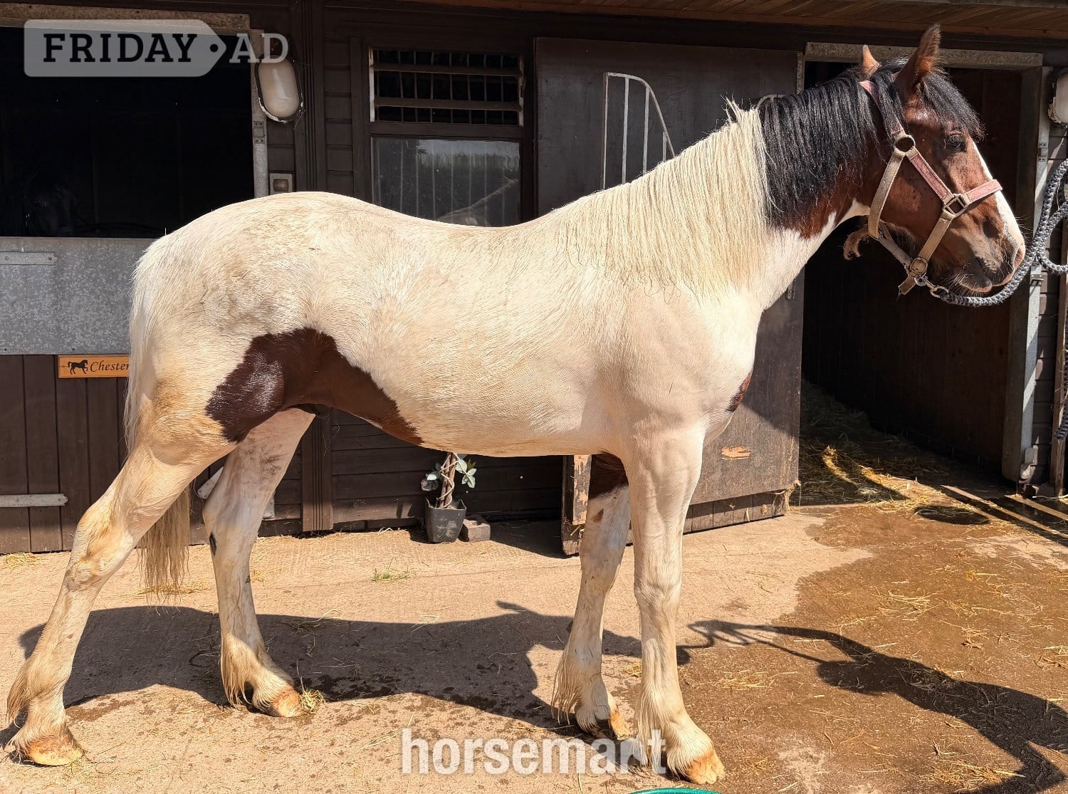 "Barney " Tri-Coloured Colt Youngstock / Foal