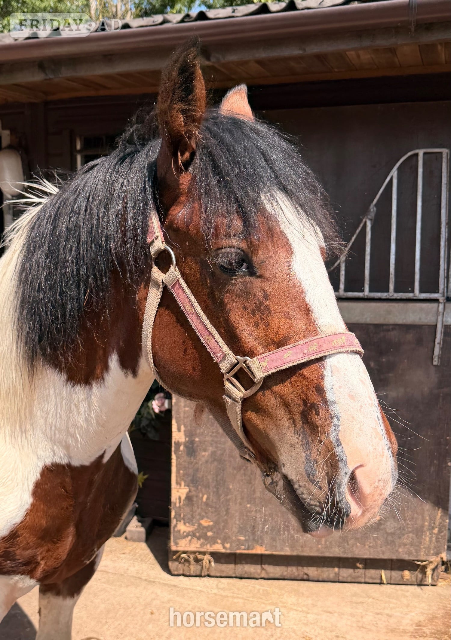 Wolverhampton "Barney " Tri-Coloured Colt Youngstock / Foal