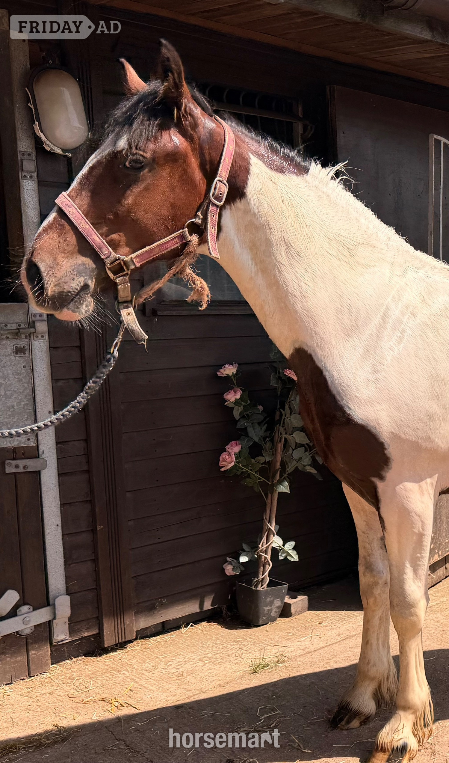 "Barney " Tri-Coloured Colt Youngstock / Foal - Horses in Wolverhampton