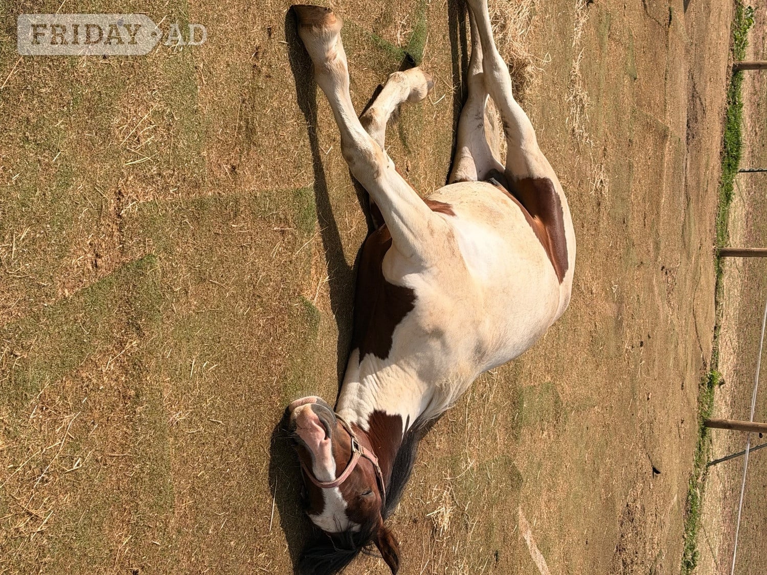 "Barney " Tri-Coloured Colt Youngstock / Foal - Horses