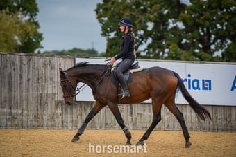 Lovely 16.1 Thoroughbred Gelding Full Loan 