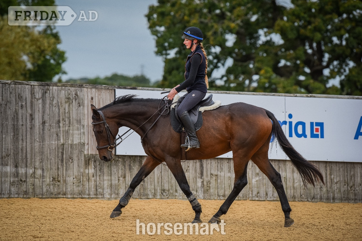 Lovely 16.1 Thoroughbred Gelding Full Loan  in Alciston