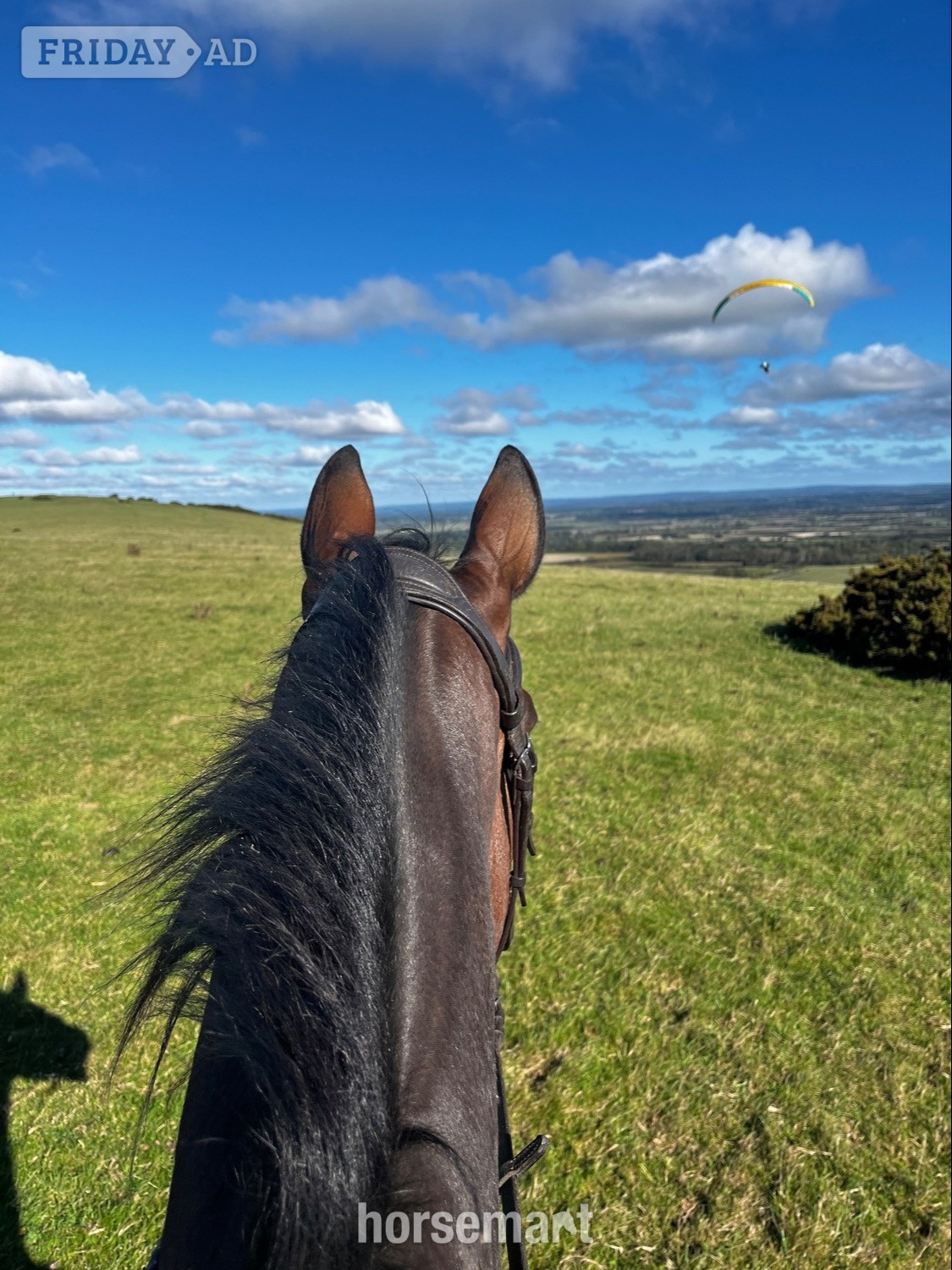 Lovely 16.1 Thoroughbred Gelding Full Loan 