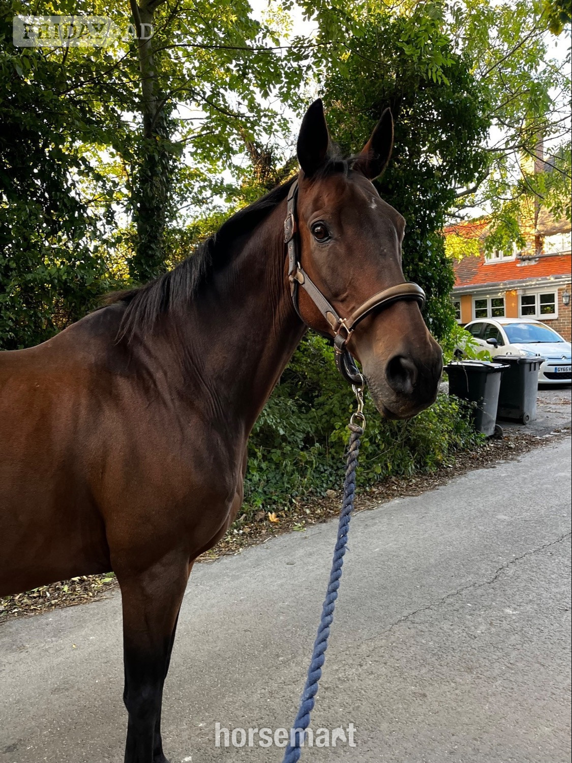 Alciston Lovely 16.1 Thoroughbred Gelding Full Loan 