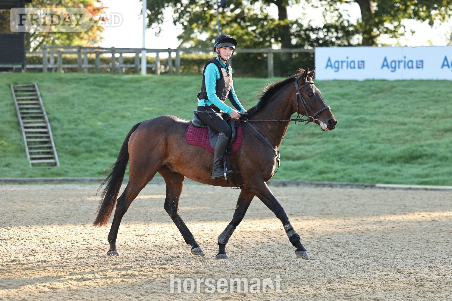 Lovely 16.1 Thoroughbred Gelding Full Loan  - Horses in Alciston