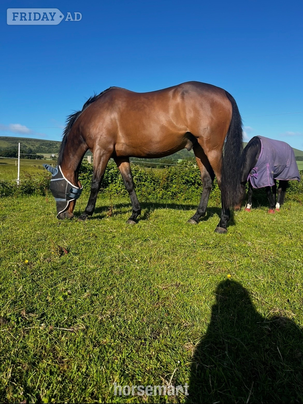 Lovely 16.1 Thoroughbred Gelding Full Loan  - Horses