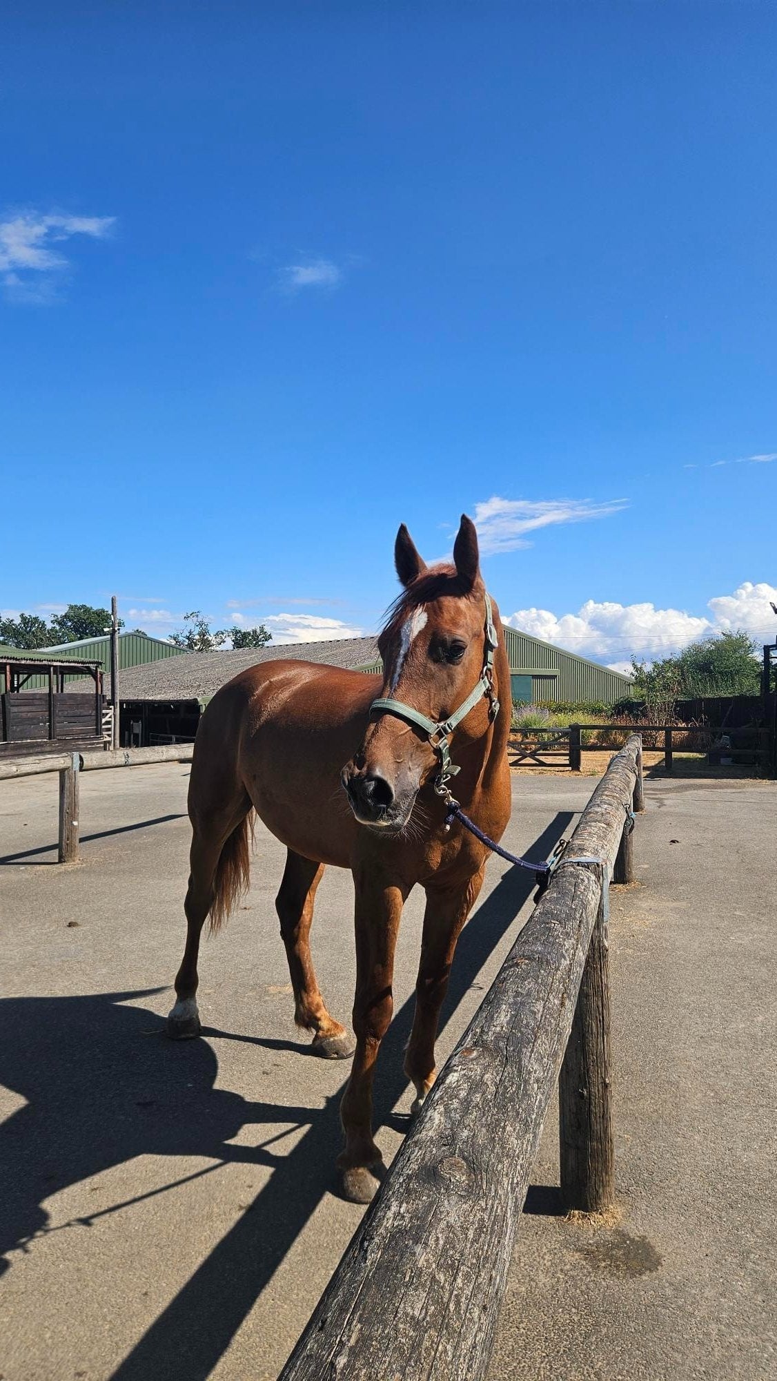 "Peanut " Chestnut Gelding Happy Hacker