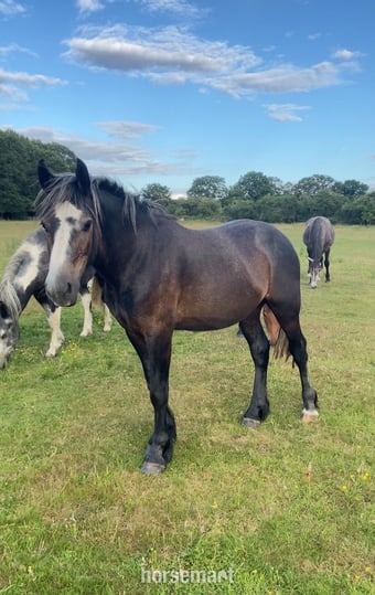 "Ramblewood Blaze " Bay Gelding Youngstock / Foal