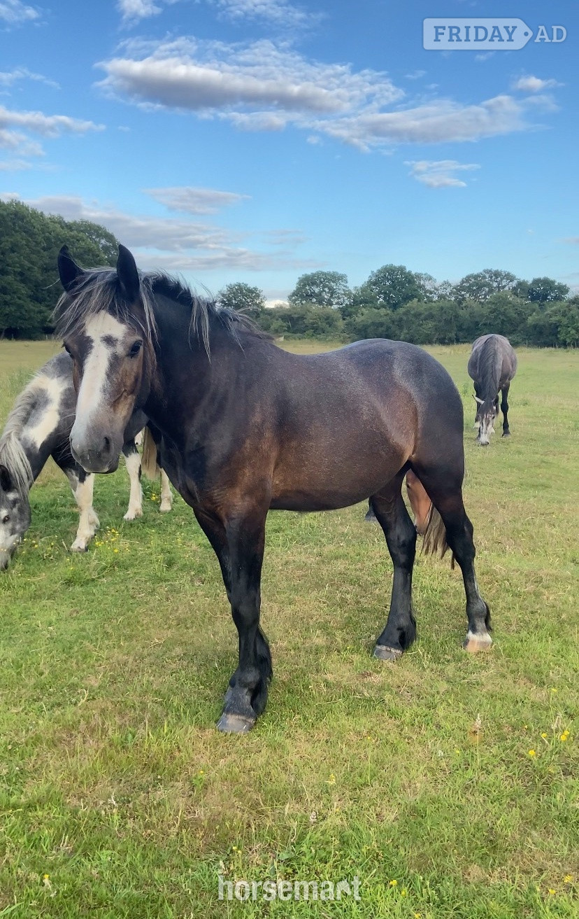 "Ramblewood Blaze " Bay Gelding Youngstock / Foal in King's Lynn