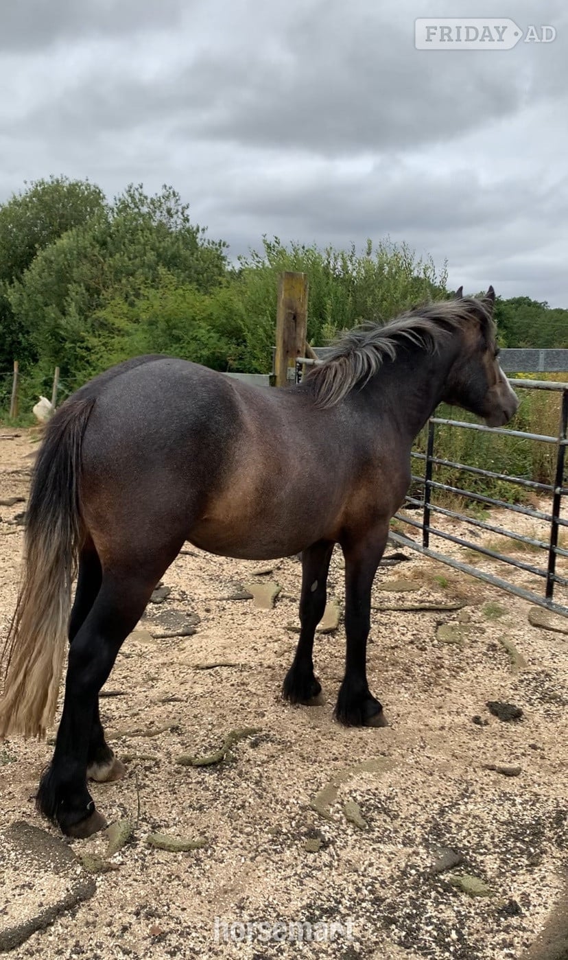 King's Lynn "Ramblewood Blaze " Bay Gelding Youngstock / Foal