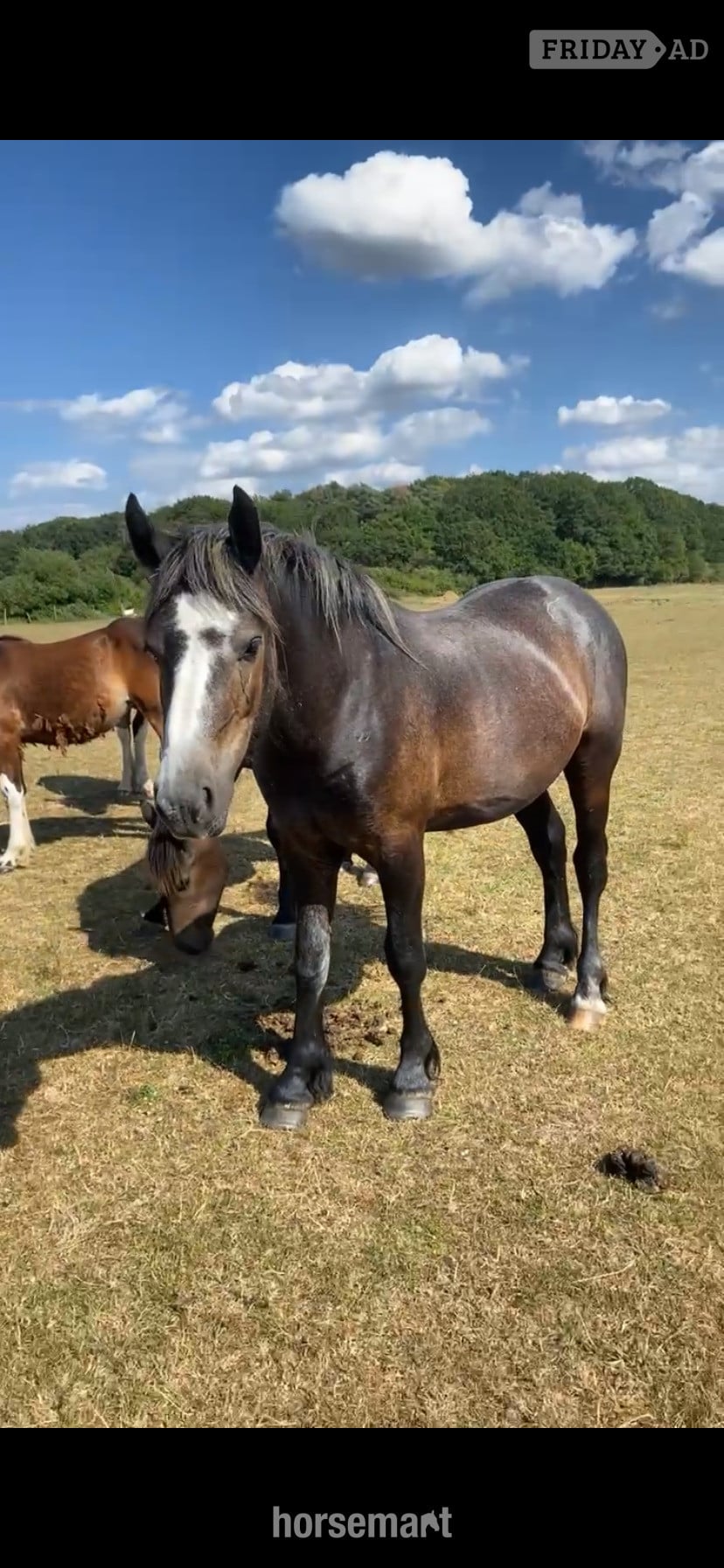 "Ramblewood Blaze " Bay Gelding Youngstock / Foal - Horses in King's Lynn