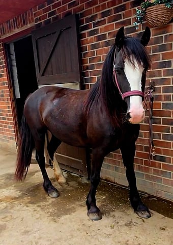"Alverley Royal Lady " Black Mare Project Horse