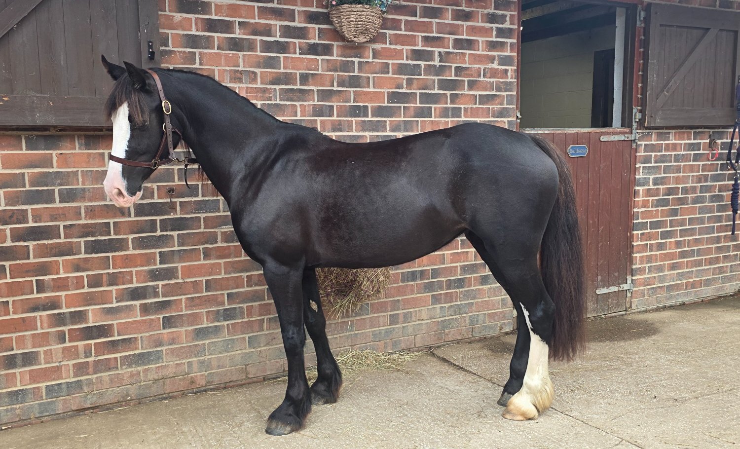 "Alverley Royal Lady " Black Mare Project Horse
