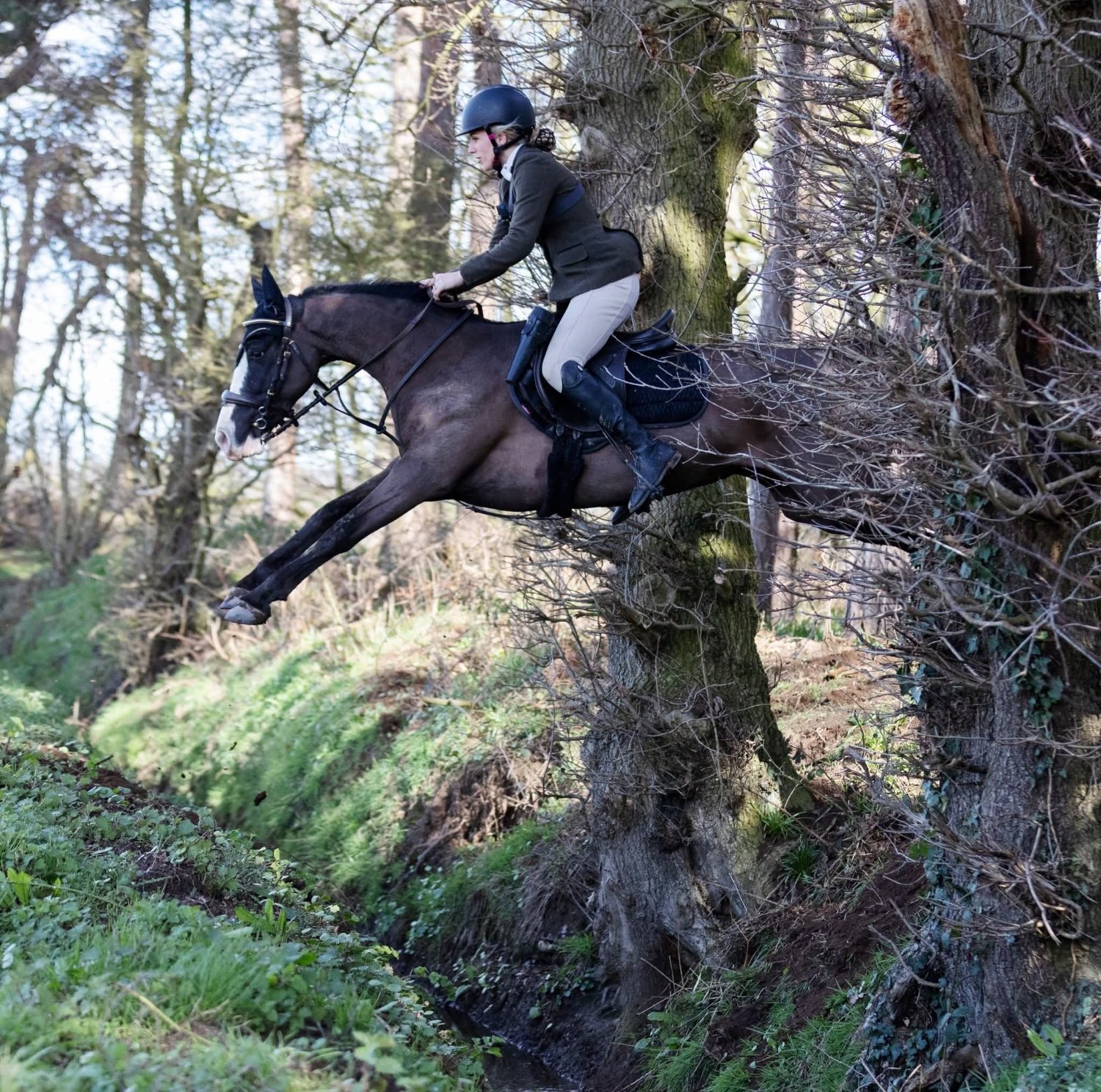 Doncaster "Alverley Royal Lady " Black Mare Project Horse