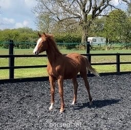 "Sienna Blonde" Chestnut Filly Youngstock / Foal