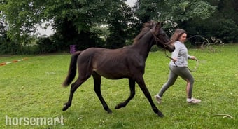 "Dreaming of Bueno " Bay Gelding Youngstock / Foal