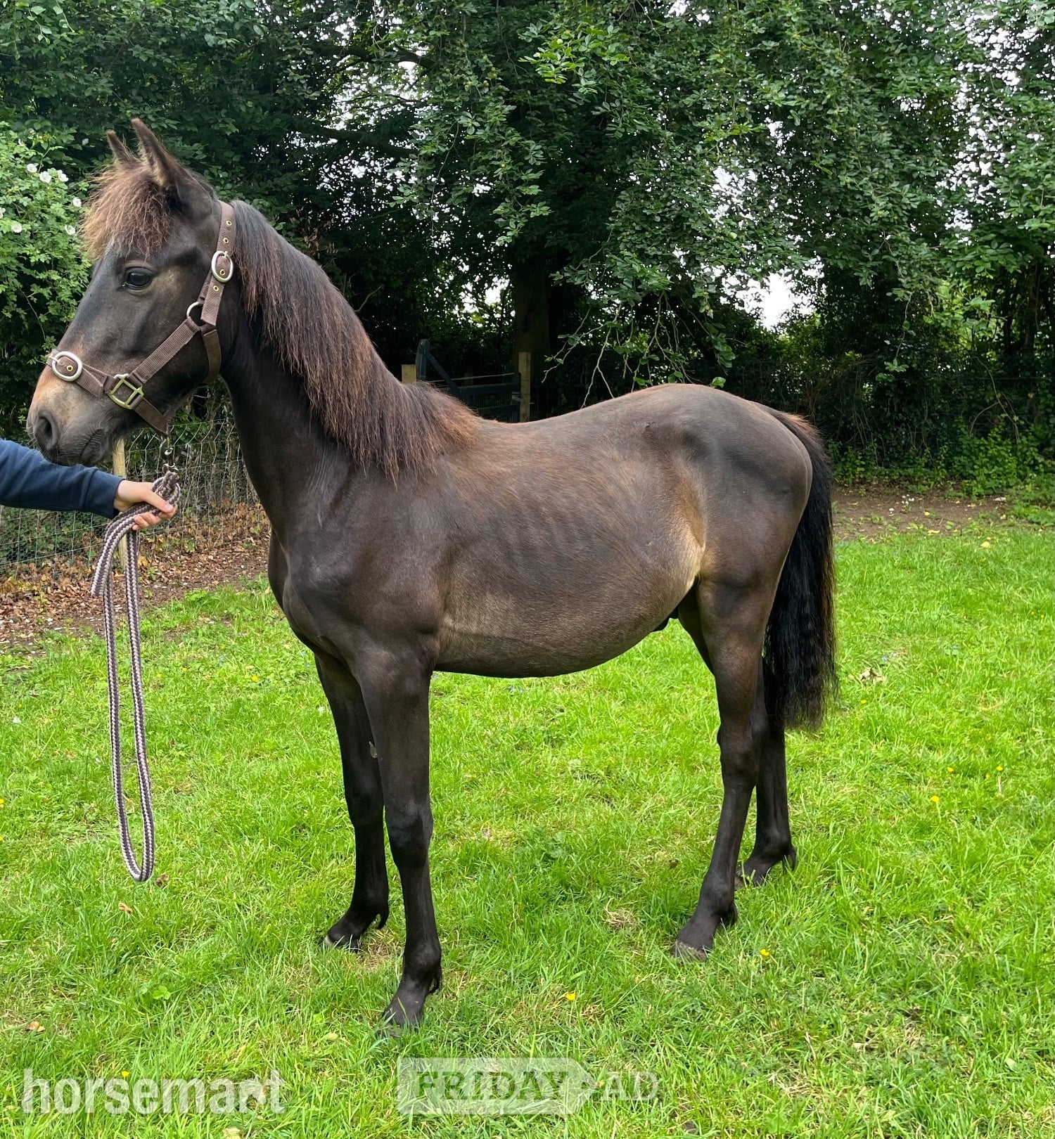 Brandesburton "Dreaming of Bueno " Bay Gelding Youngstock / Foal