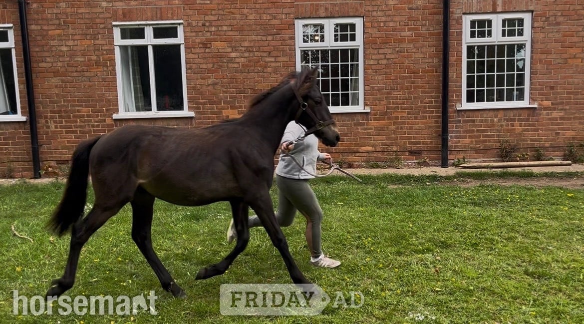 "Dreaming of Bueno " Bay Gelding Youngstock / Foal