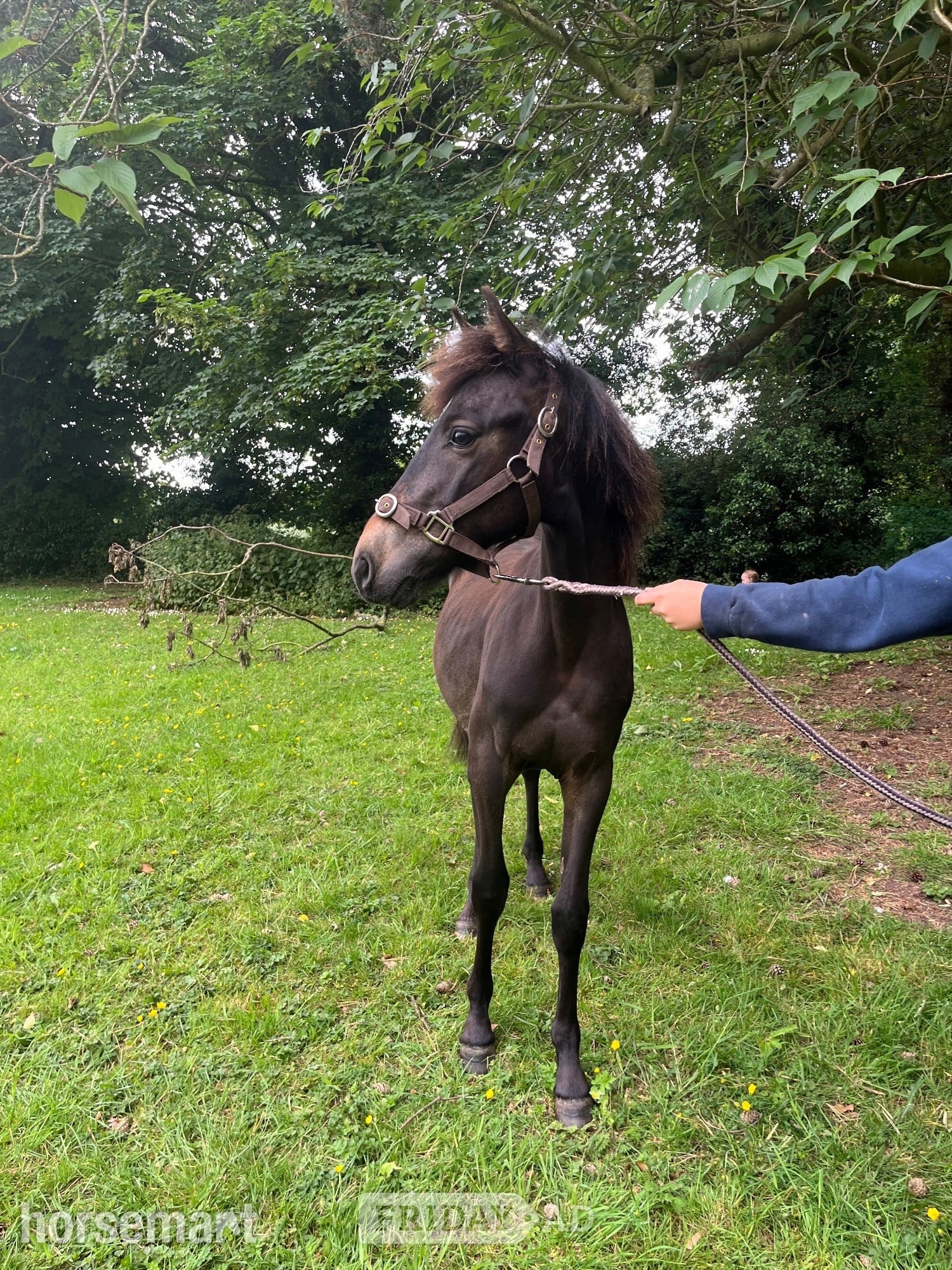 "Dreaming of Bueno " Bay Gelding Youngstock / Foal - Horses in Brandesburton
