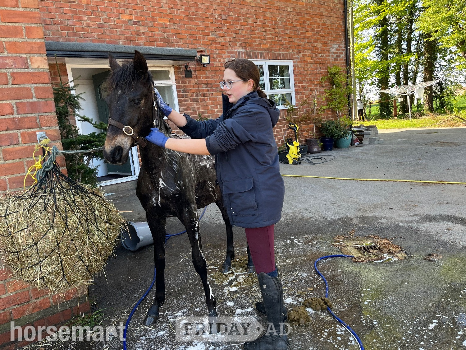 "Dreaming of Bueno " Bay Gelding Youngstock / Foal - Horses
