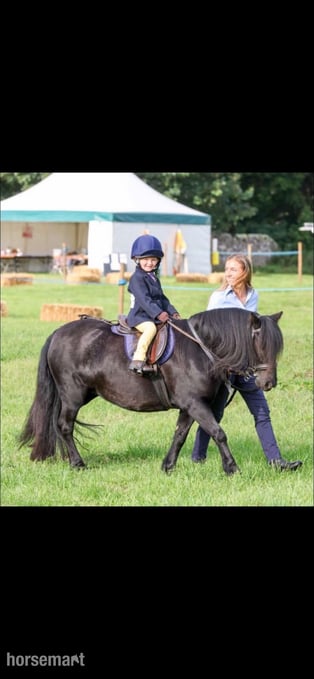 "Ebony" Black Mare All Rounder