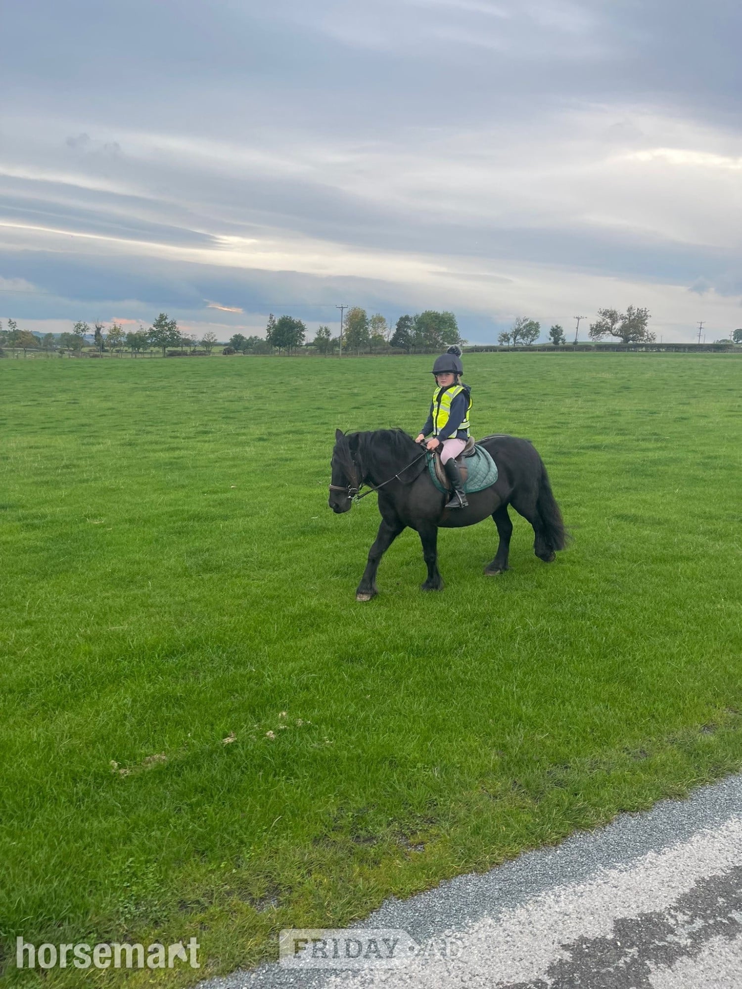 Crook "Ebony" Black Mare All Rounder