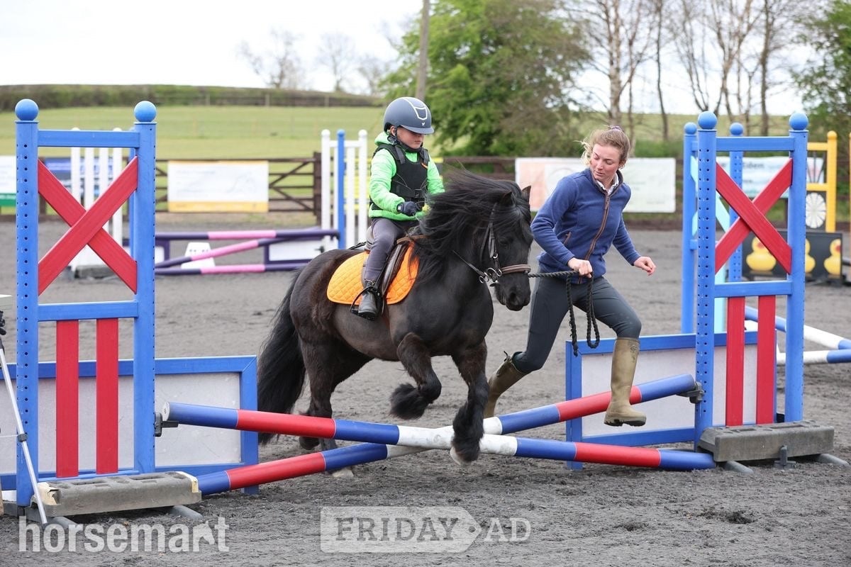 "Ebony" Black Mare All Rounder - Horses in Crook