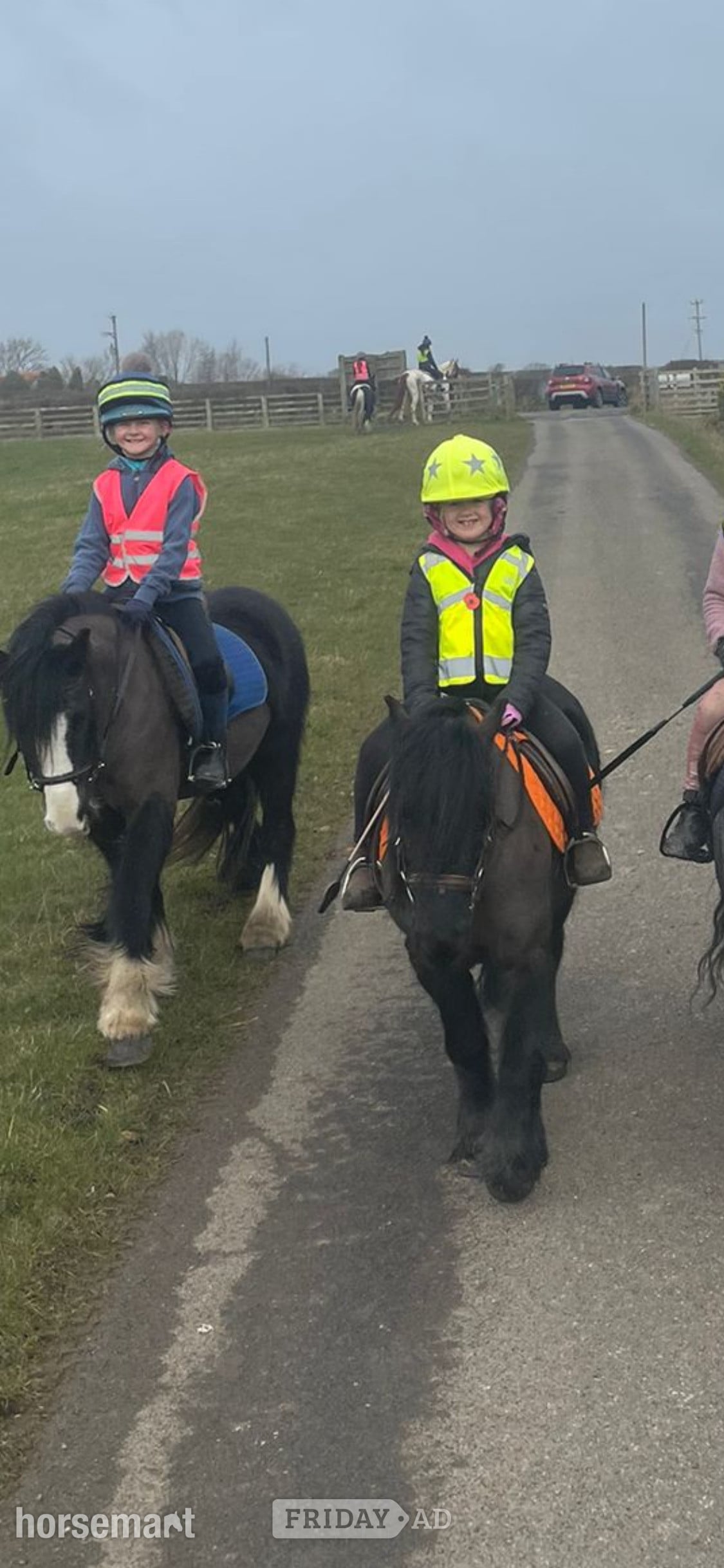 "Ebony" Black Mare All Rounder - Horses