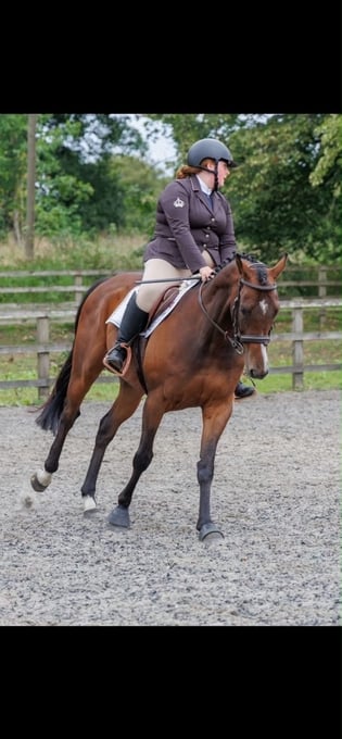 "Global Spirit" Bay Gelding All Rounder