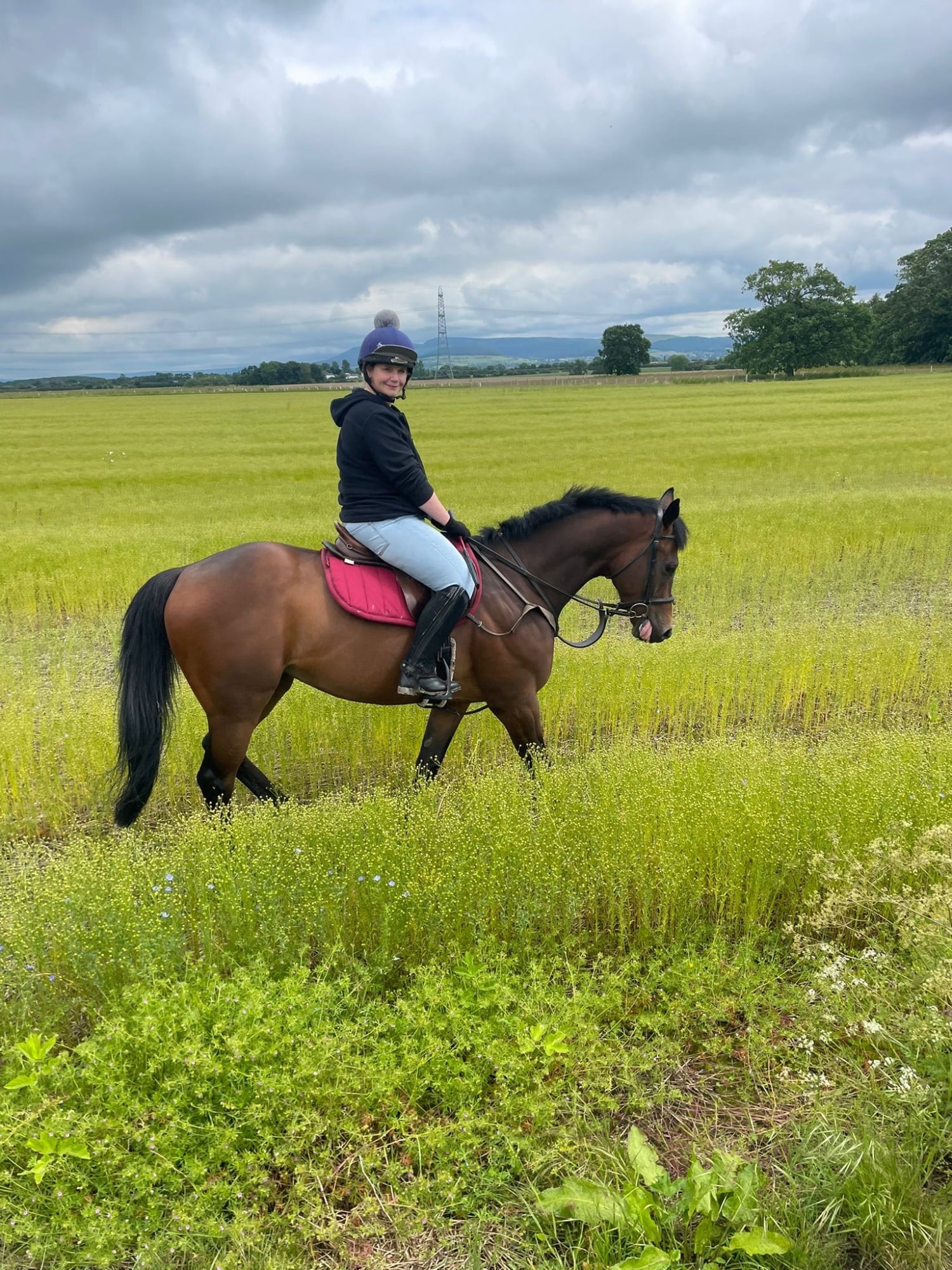 "Global Spirit" Bay Gelding All Rounder