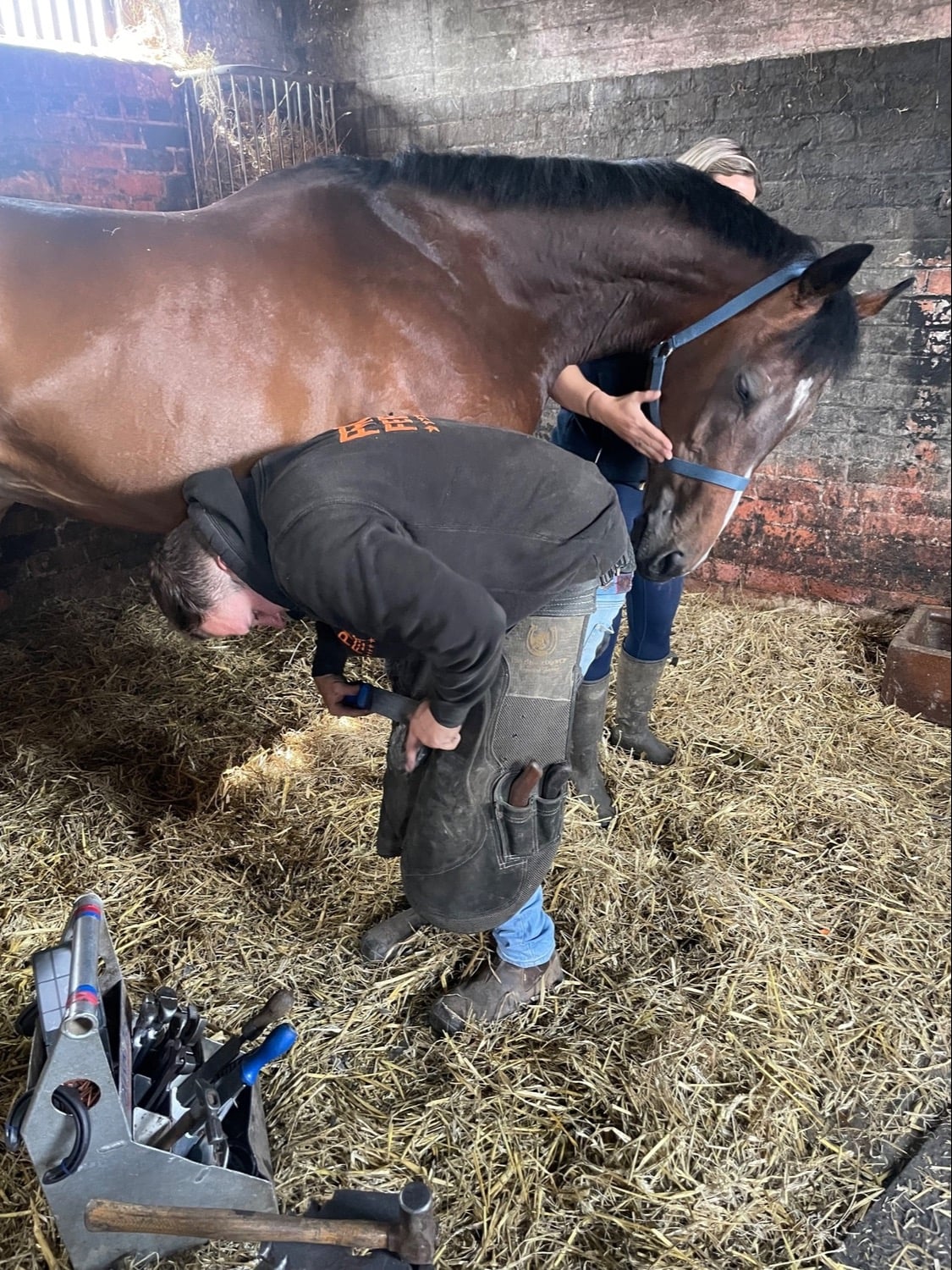 East Rounton "Global Spirit" Bay Gelding All Rounder