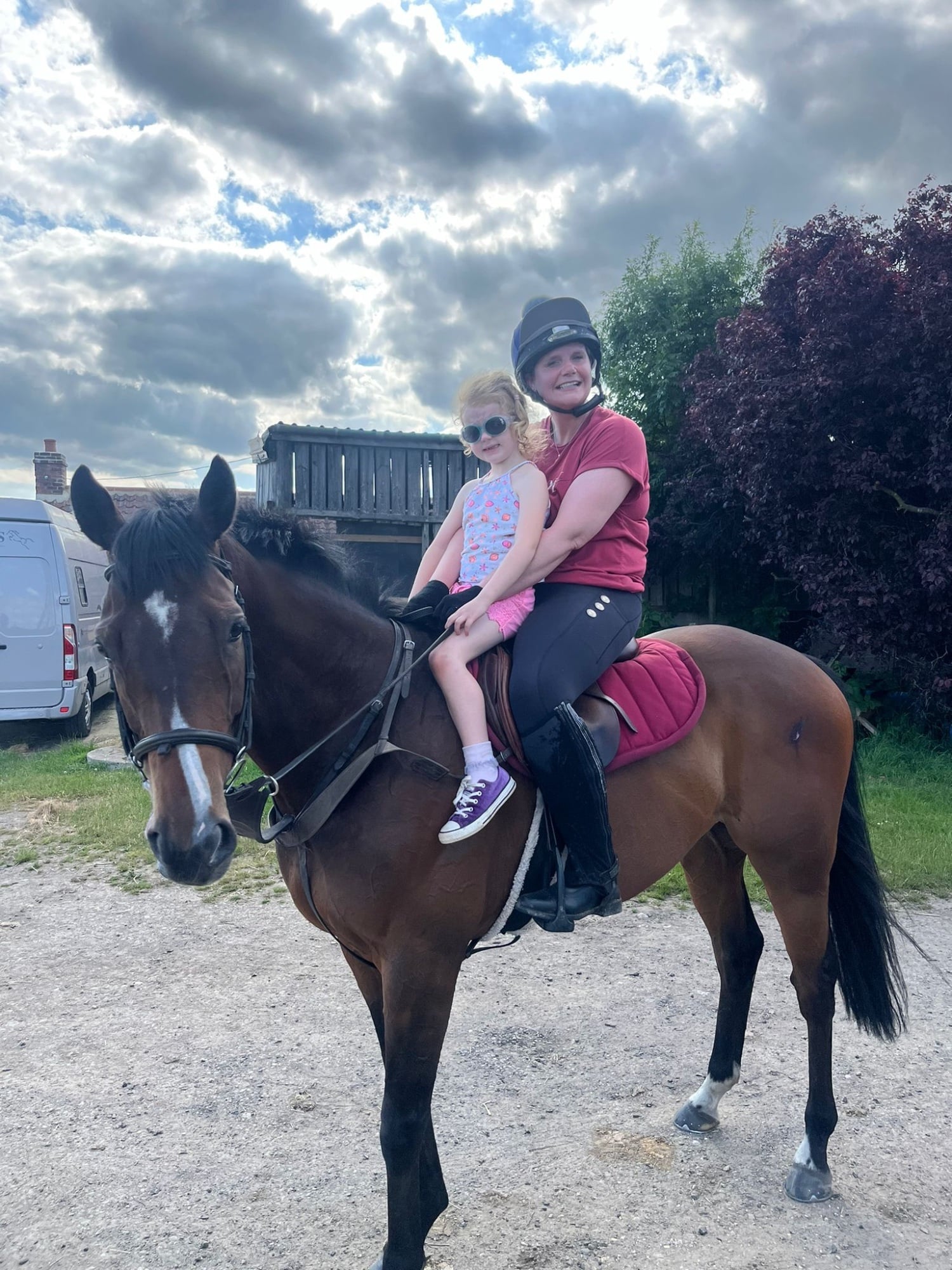 "Global Spirit" Bay Gelding All Rounder - Horses