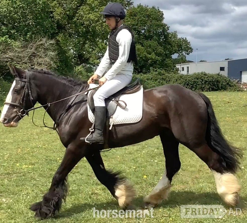 "Benny" Black Gelding All Rounder in Wool