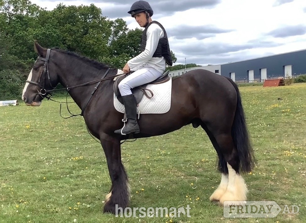 "Benny" Black Gelding All Rounder