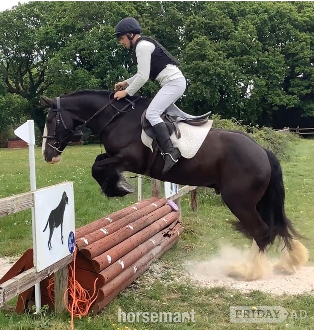 Wool "Benny" Black Gelding All Rounder