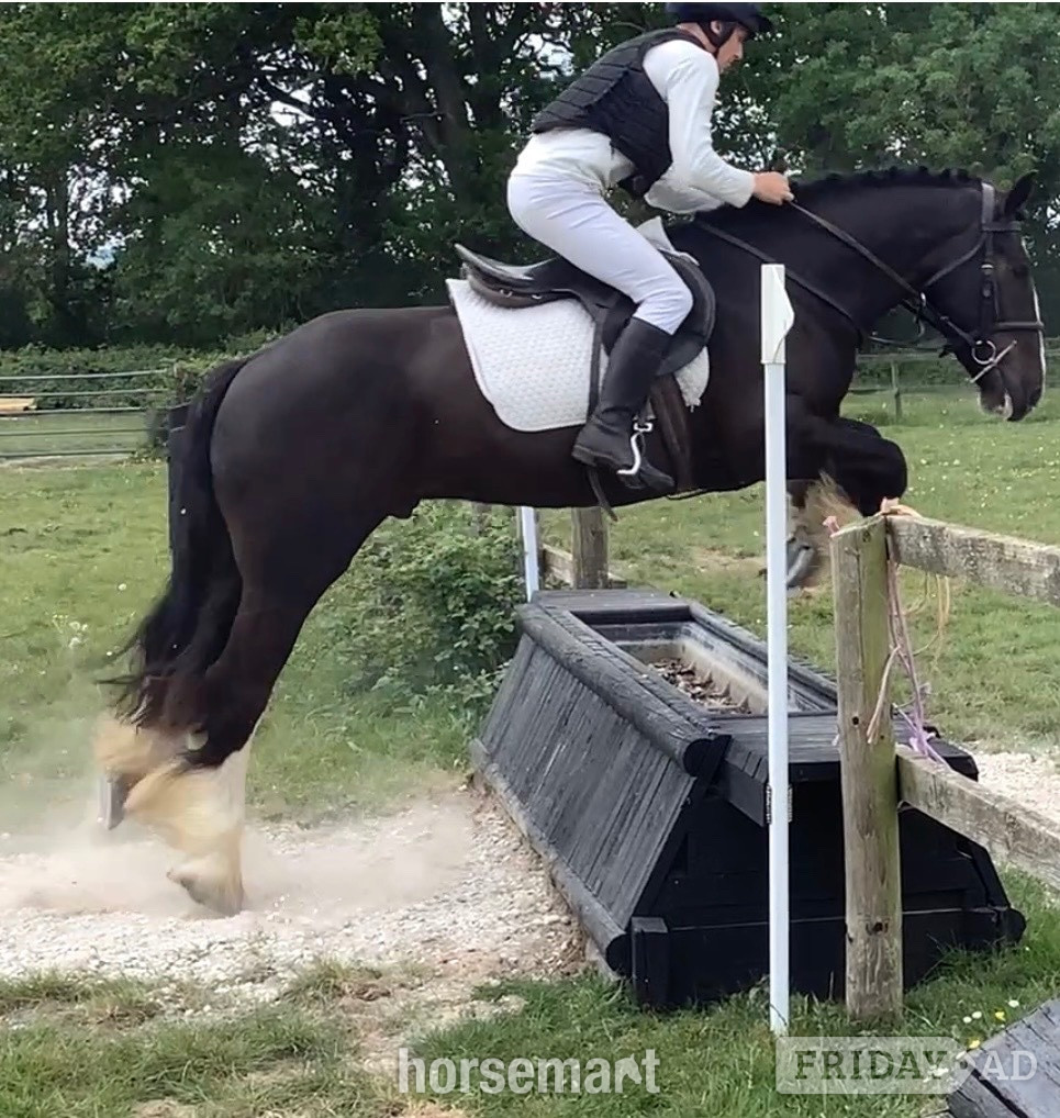 "Benny" Black Gelding All Rounder - Horses in Wool