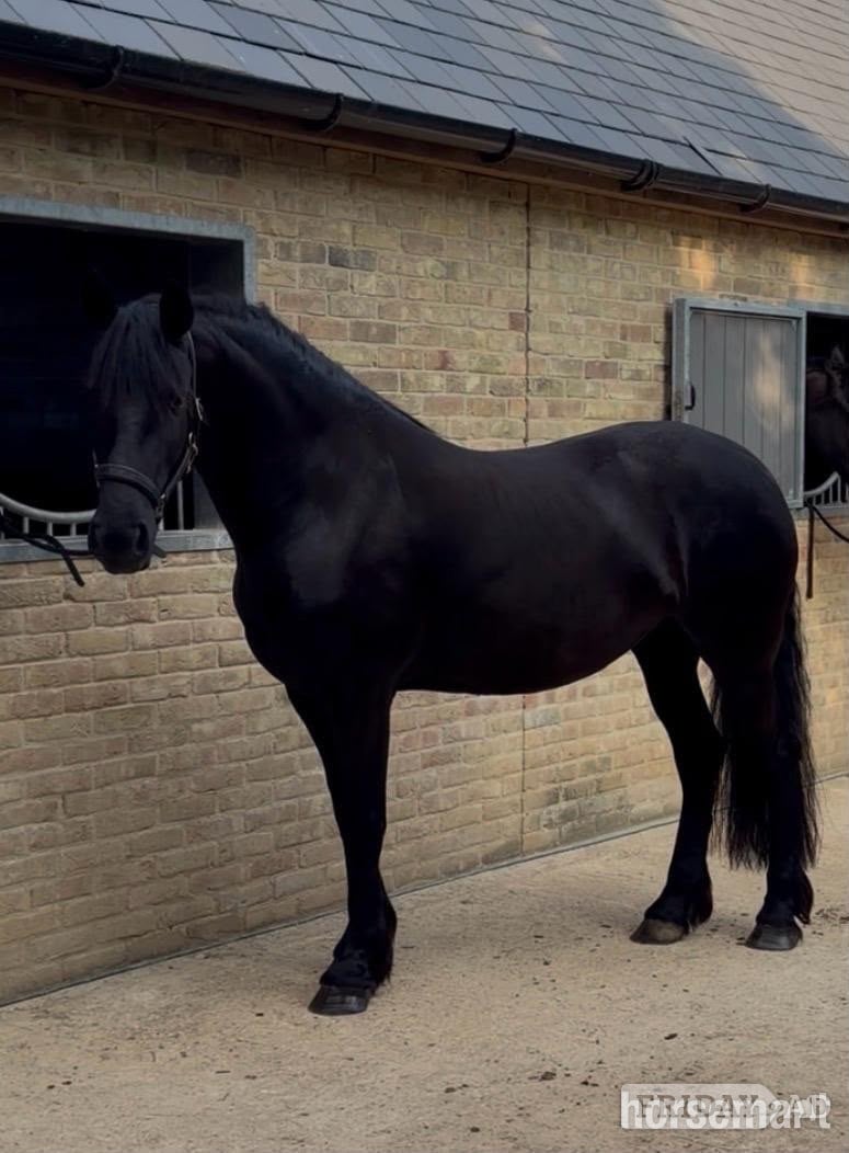 "Friesian Mares" Black Mare All Rounder in Cambridge