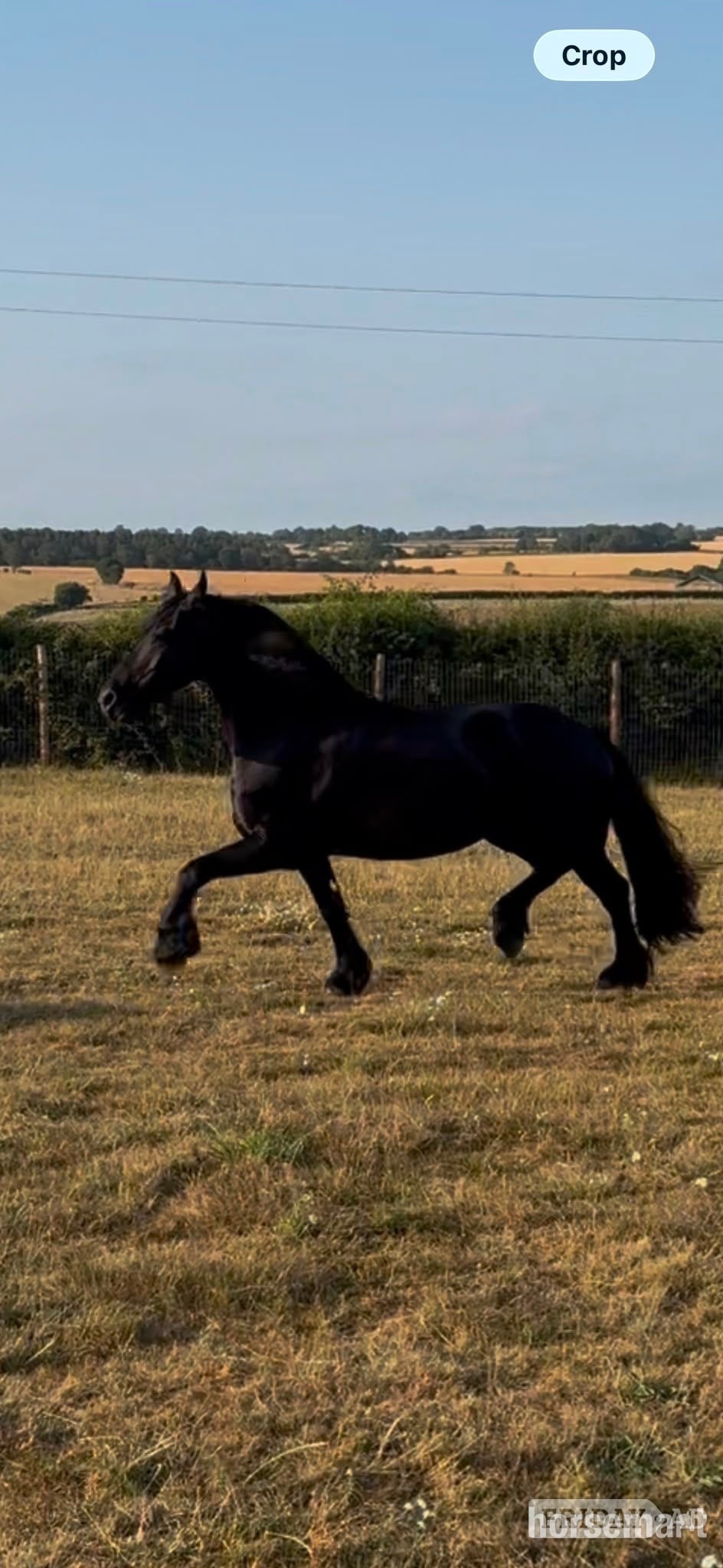"Friesian Mares" Black Mare All Rounder