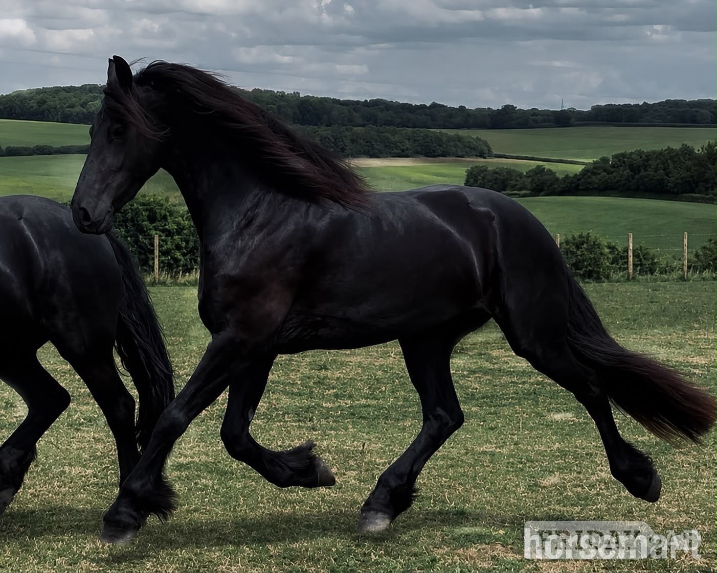 Cambridge "Friesian Mares" Black Mare All Rounder