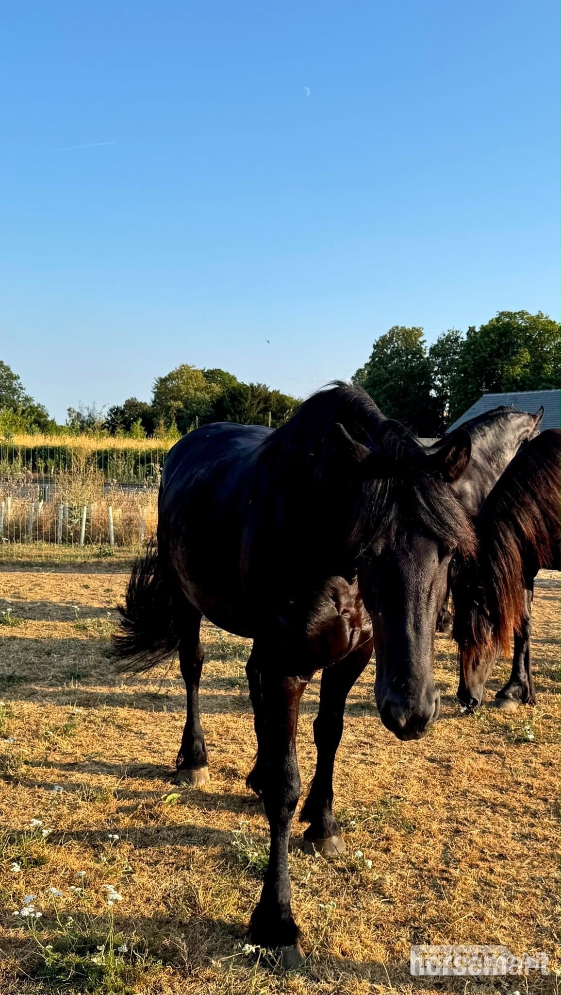 "Friesian Mares" Black Mare All Rounder - Horses in Cambridge