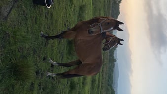 3 unbroken bay tb mares 