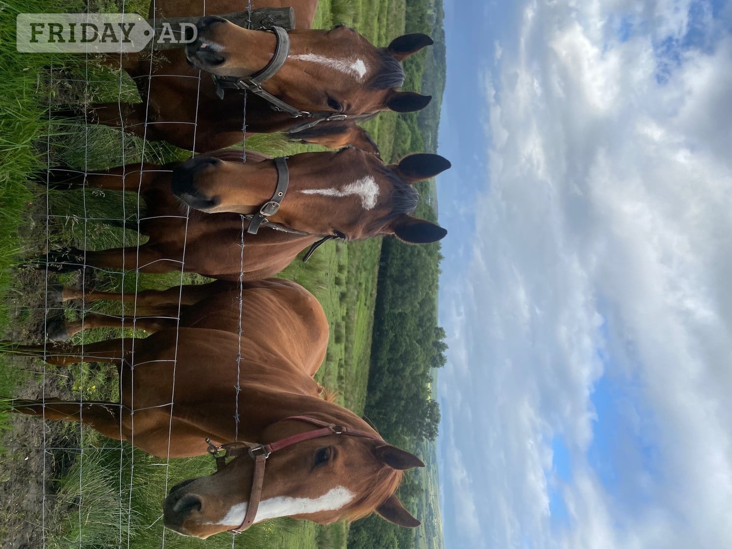 3 unbroken bay tb mares 