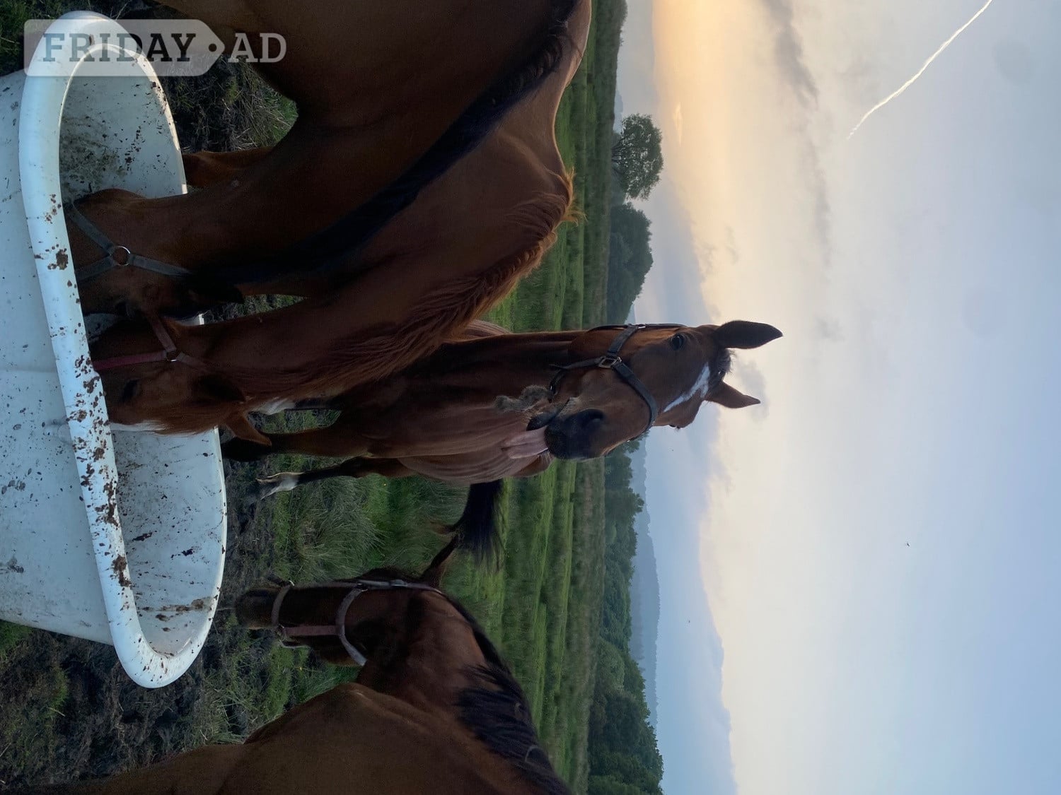 Manchester 3 unbroken bay tb mares 