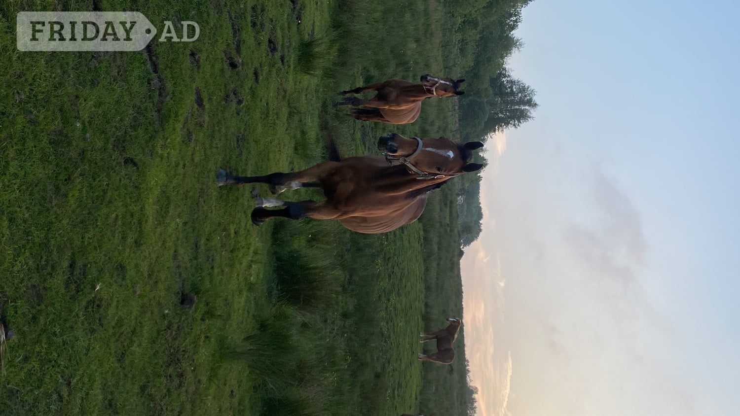 3 unbroken bay tb mares  - Horses in Manchester