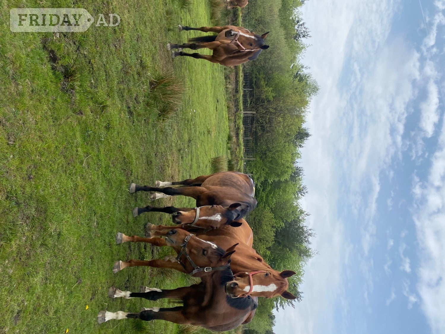 3 unbroken bay tb mares  - Horses
