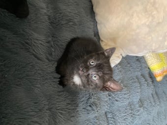Four gorgeous kittens looking for their forever home