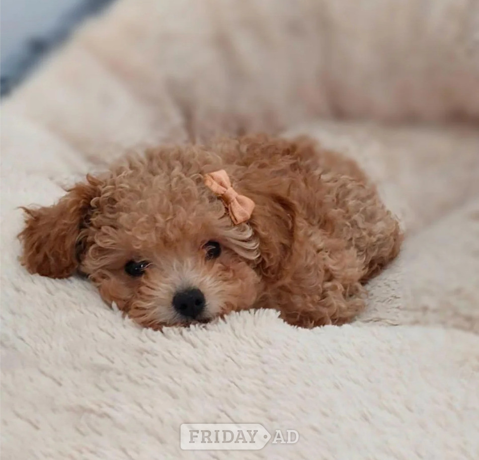 Tiny Asian Toy Poodle Puppies ( ONLY ONE LEFT) in Bracknell
