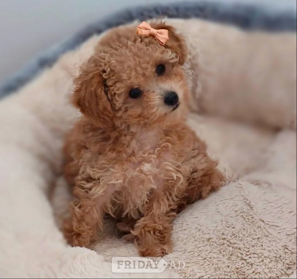 Tiny Asian Toy Poodle Puppies ( ONLY ONE LEFT)