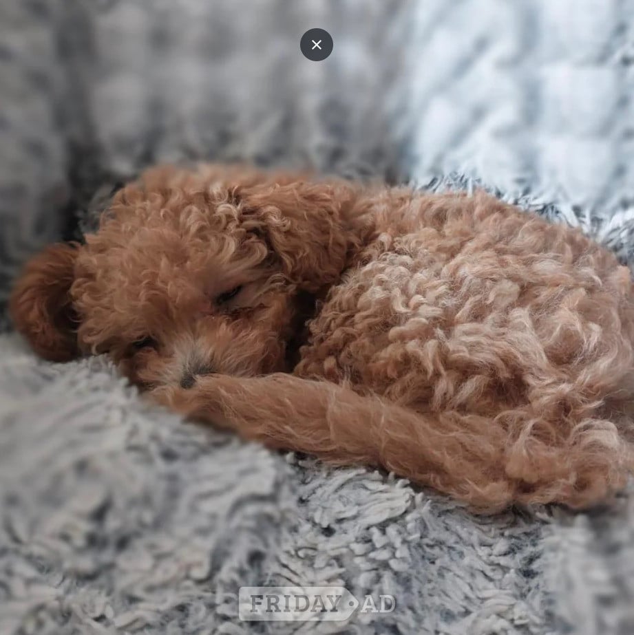 Bracknell Tiny Asian Toy Poodle Puppies ( ONLY ONE LEFT)