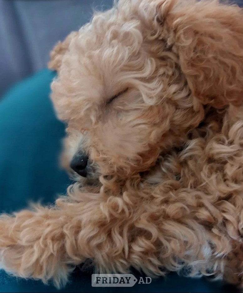 Tiny Asian Toy Poodle Puppies ( ONLY ONE LEFT) - Dogs & Puppies in Bracknell